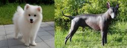 Spitz vs Peruvian Hairless - Breed Comparison