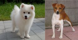 Spitz vs Plummer Terrier - Breed Comparison