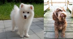 Spitz vs Portuguese Water Dog - Breed Comparison