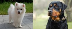 Spitz vs Rottweiler - Breed Comparison