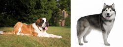 St. Bernard vs Alaskan Malamute - Breed Comparison