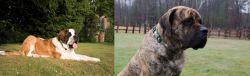 St. Bernard vs American Mastiff - Breed Comparison