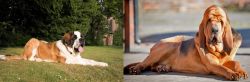 St. Bernard vs Bloodhound - Breed Comparison