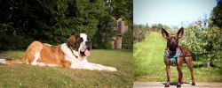 St. Bernard vs Bospin - Breed Comparison