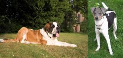 St. Bernard vs Brazilian Terrier - Breed Comparison