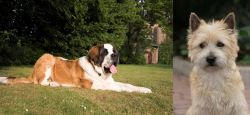 St. Bernard vs Cairn Terrier - Breed Comparison