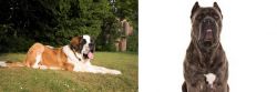 St. Bernard vs Cane Corso - Breed Comparison