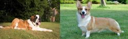 St. Bernard vs Cardigan Welsh Corgi - Breed Comparison