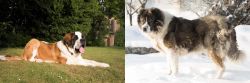 St. Bernard vs Caucasian Shepherd - Breed Comparison