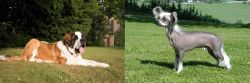 St. Bernard vs Chinese Crested Dog - Breed Comparison