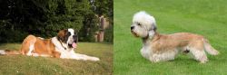St. Bernard vs Dandie Dinmont Terrier - Breed Comparison