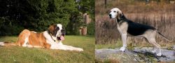 St. Bernard vs Dunker - Breed Comparison