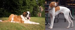 St. Bernard vs English Pointer - Breed Comparison