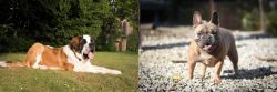 St. Bernard vs French Bulldog - Breed Comparison