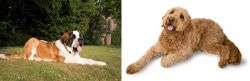 St. Bernard vs Golden Doodle - Breed Comparison