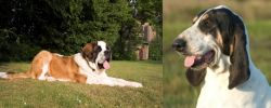 St. Bernard vs Grand Gascon Saintongeois - Breed Comparison