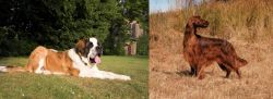 St. Bernard vs Irish Setter - Breed Comparison
