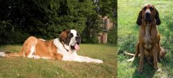 St. Bernard vs Majestic Tree Hound - Breed Comparison