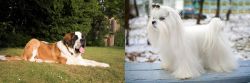 St. Bernard vs Maltese - Breed Comparison