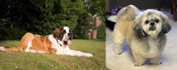 St. Bernard vs PekePoo - Breed Comparison