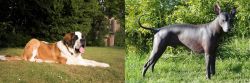 St. Bernard vs Peruvian Hairless - Breed Comparison