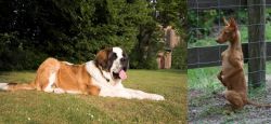 St. Bernard vs Podenco Andaluz - Breed Comparison