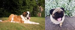 St. Bernard vs Pug - Breed Comparison