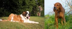 St. Bernard vs Redbone Coonhound - Breed Comparison