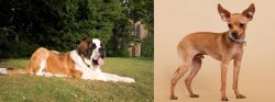 St. Bernard vs Russian Toy Terrier - Breed Comparison
