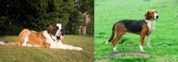 St. Bernard vs Serbian Tricolour Hound - Breed Comparison
