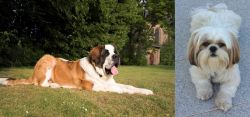 St. Bernard vs Shih Tzu - Breed Comparison