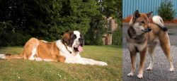 St. Bernard vs Shikoku - Breed Comparison
