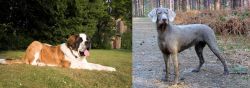 St. Bernard vs Slovensky Hrubosrsty Stavac - Breed Comparison