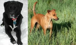 St. John's Water Dog vs Africanis - Breed Comparison
