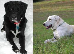 St. John's Water Dog vs Akbash Dog - Breed Comparison