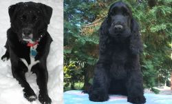 St. John's Water Dog vs American Cocker Spaniel - Breed Comparison