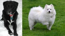 St. John's Water Dog vs American Eskimo Dog - Breed Comparison