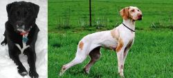 St. John's Water Dog vs Ariege Pointer - Breed Comparison