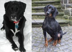 St. John's Water Dog vs Austrian Black and Tan Hound - Breed Comparison