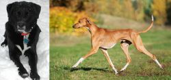 St. John's Water Dog vs Azawakh - Breed Comparison