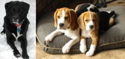 St. John's Water Dog vs Beagle - Breed Comparison