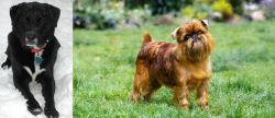 St. John's Water Dog vs Belgian Griffon - Breed Comparison