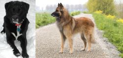St. John's Water Dog vs Belgian Shepherd Dog (Tervuren) - Breed Comparison