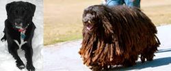 St. John's Water Dog vs Bergamasco - Breed Comparison