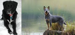 St. John's Water Dog vs Blue Healer - Breed Comparison