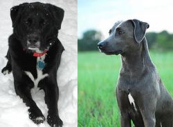 St. John's Water Dog vs Blue Lacy - Breed Comparison