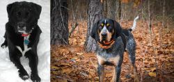 St. John's Water Dog vs Bluetick Coonhound - Breed Comparison