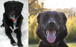 St. John's Water Dog vs Borador - Breed Comparison