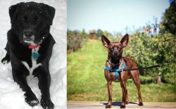 St. John's Water Dog vs Bospin - Breed Comparison