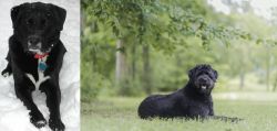 St. John's Water Dog vs Bouvier des Flandres - Breed Comparison